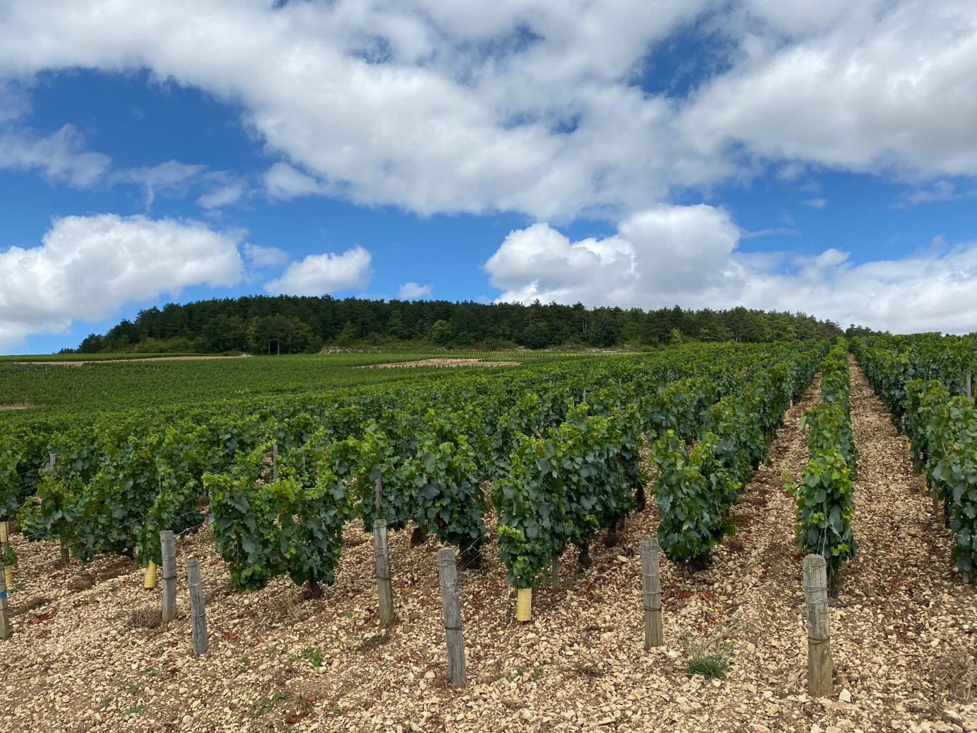 Le Merrain Gite Plein Coeur De Chablis Extérieur photo